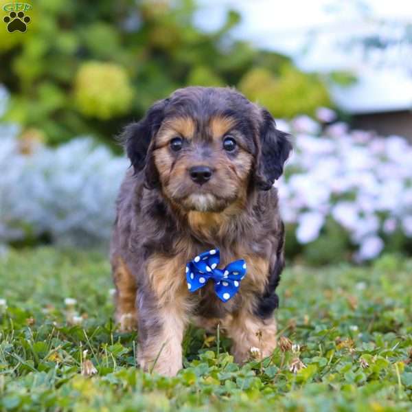 Buddy, Cavapoo Puppy